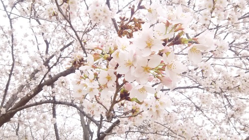 旅と語学  その３  ワシントンのサクラ_b0369126_162490.jpg