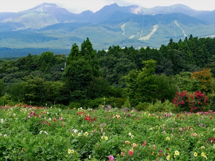 栃木県那須郡那須町　「那須フラワーワールドの花と風景」_d0106628_06182852.jpg