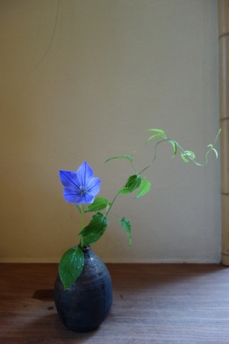 夏の花_a0197730_13252281.jpg