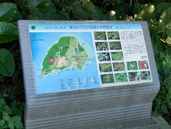 粟国島のツマベニ♂_f0161552_829419.jpg