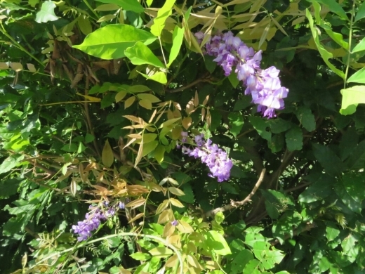藤の戻り咲きとピンクのオイランソウ エゴの虫こぶ 花追い日記 藤の戻り咲きとピンクのオイランソウ エゴの虫こぶ 花追い日記