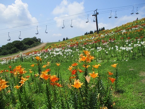 琵琶湖を眺めながら百合の園_a0157268_18493020.jpg