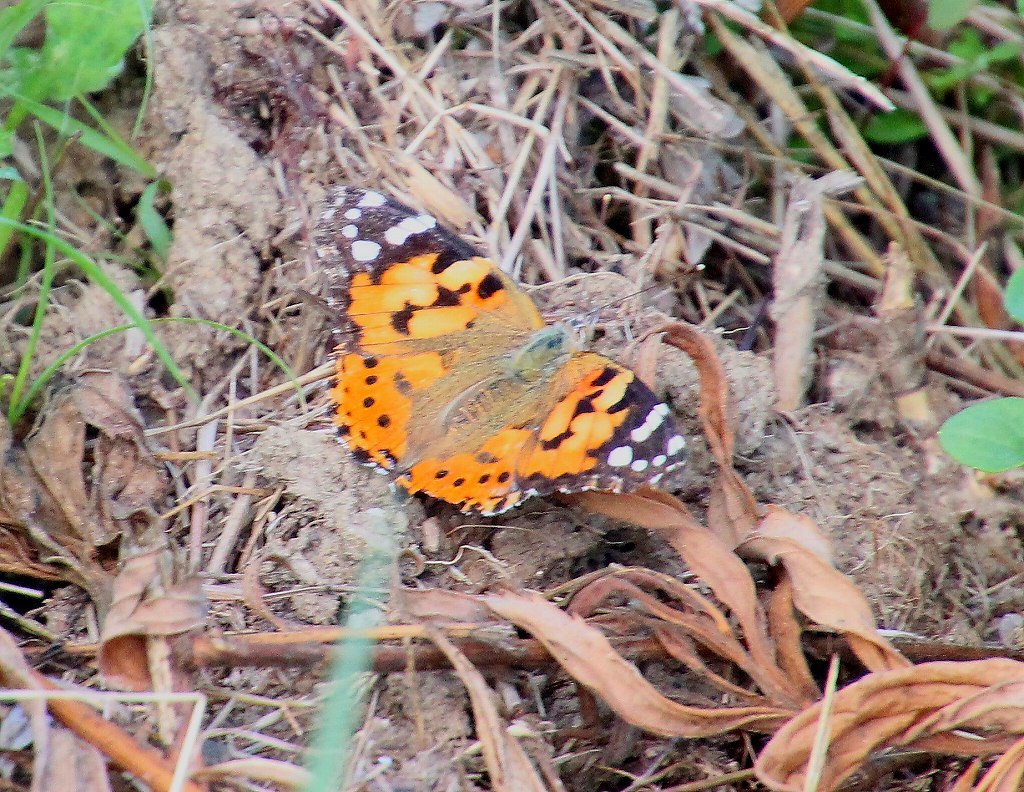 b0320769_09284115.jpg