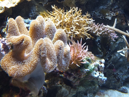 水族館に行ってきました_b0214473_19491722.jpg