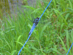 7月20日の田んぼ(月光原小・西根小)_d0247484_12225592.jpg