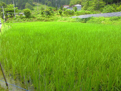 7月20日の田んぼ(月光原小・西根小)_d0247484_12283950.jpg