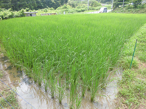 7月20日の田んぼ(月光原小・西根小)_d0247484_12313517.jpg
