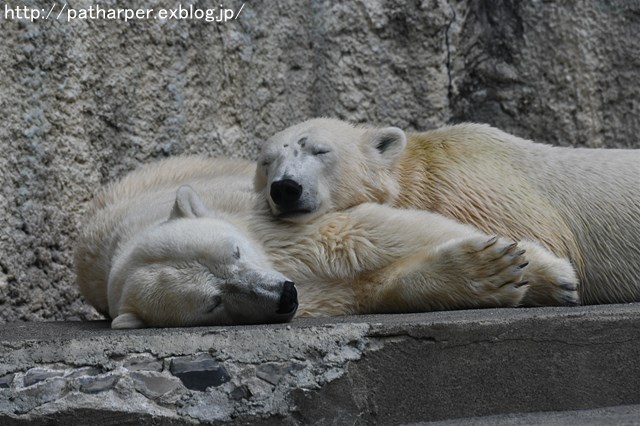 ２０１７年７月　浜松市動物園　その５（２日め）モモとバフィン１_a0052986_23512123.jpg