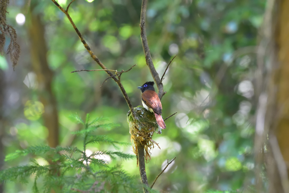 里山のサンコウチョウ_f0202686_17251656.jpg