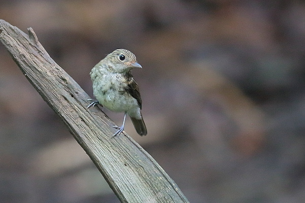 キビタキの幼鳥とオオルリの幼鳥は見分け難い_d0334291_16142791.jpg