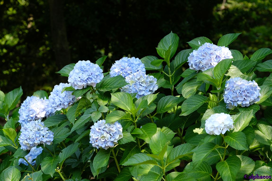 2017年7月8日　石神井公園_a0060403_811223.jpg