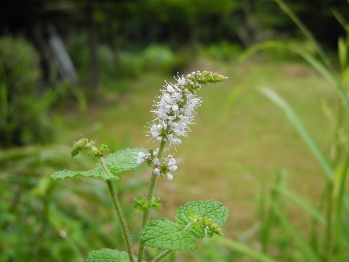 朝の花_c0212823_08421329.jpg