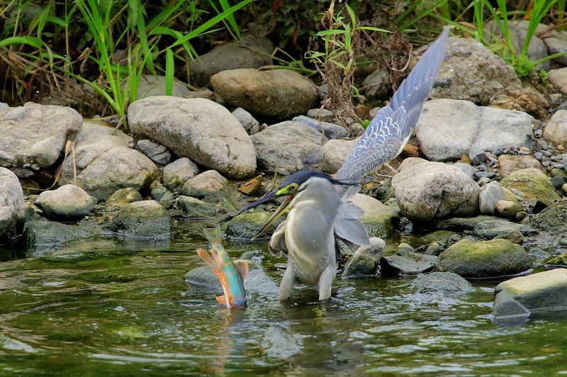 狩りをする鳥・３_f0327034_15103414.jpg