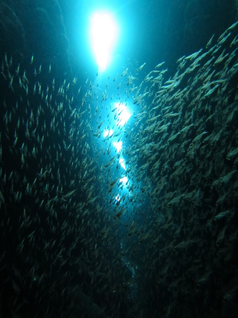 1歳で石垣の海デビュ~~~(^^)/_a0189838_17141909.jpg