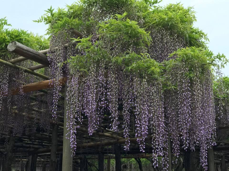 牛島の藤　：藤花園_b0042538_09571118.jpg