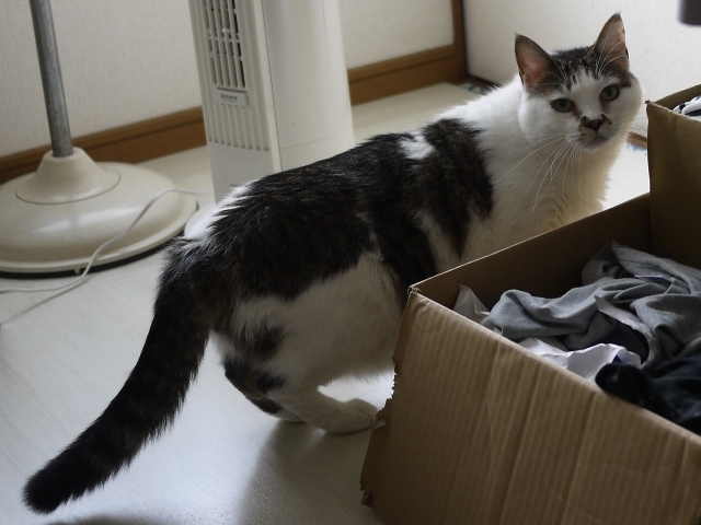 猫のお留守番 たろうくん編。_a0143140_21523255.jpg