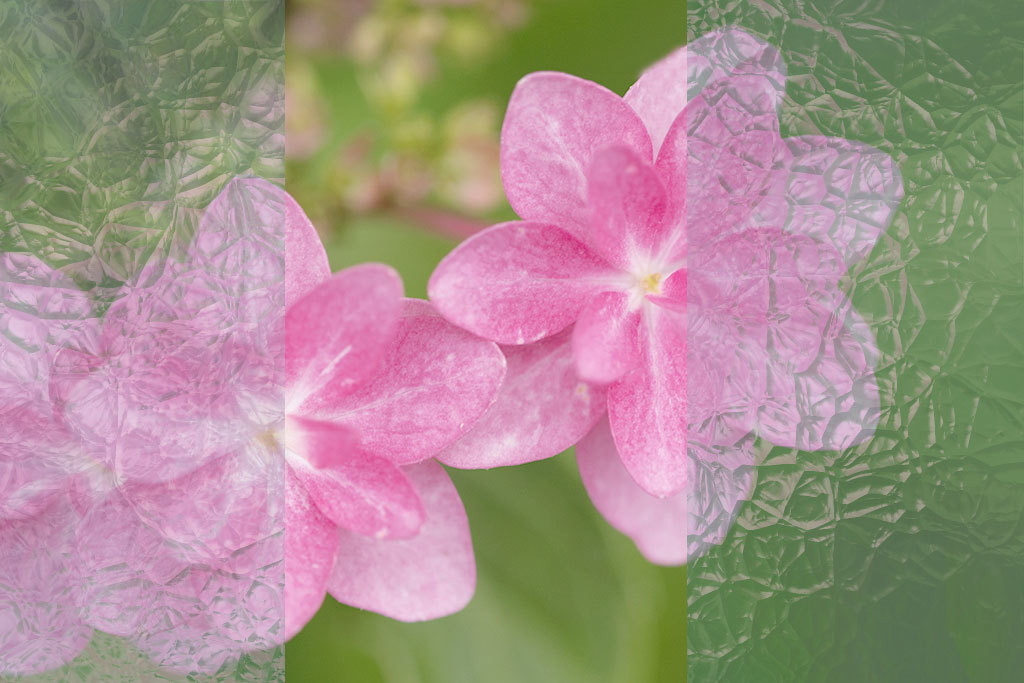 能護寺の紫陽花 １９_f0160440_15051860.jpg