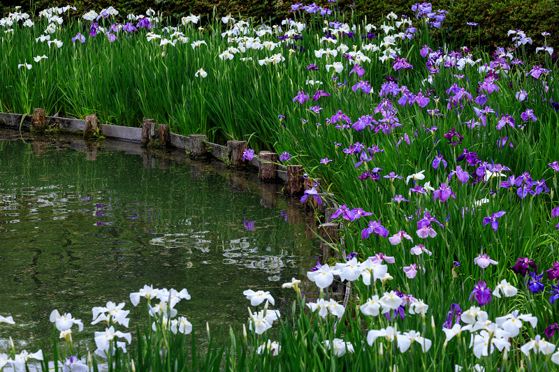 花盛りの梅宮大社・花菖蒲の頃_f0155048_22535868.jpg