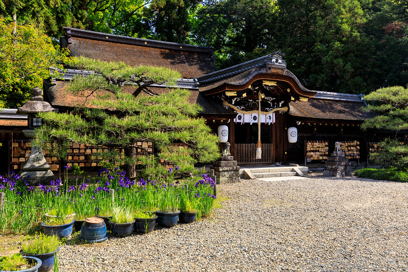 花盛りの梅宮大社・キリシマツツジの頃_f0155048_2295310.jpg