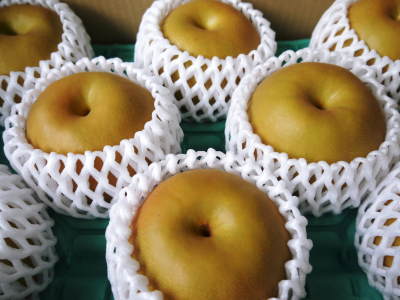 熊本梨 岩永農園 匠の最終摘果作業に同行取材(前編:美味しく甘く育てるためのこだわりの無袋栽培)_a0254656_18365310.jpg