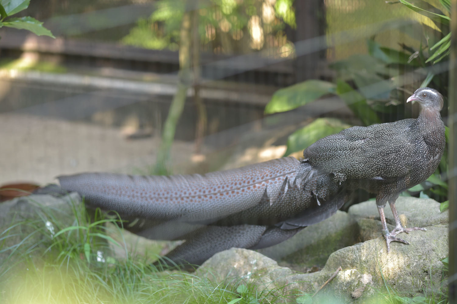 長い尾羽 動物園へ行こう