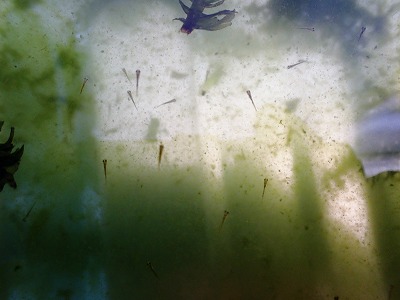 c0180460_10411.jpg