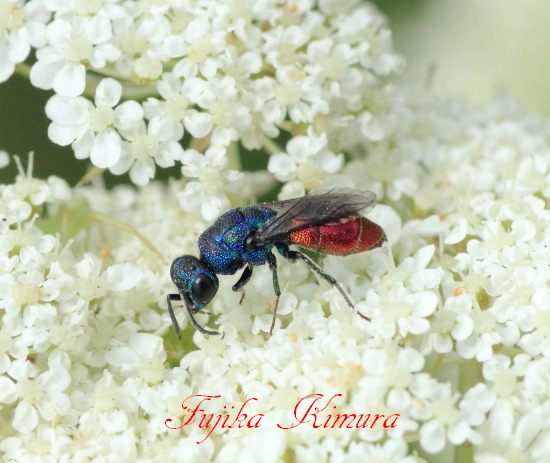 ■■　河原の白花舞台　～ 4 ～　■■_c0195662_213608.jpg