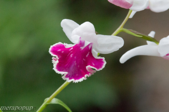 ウチョウラン・朱赤一斑紋連舌花_c0307468_20232855.jpg