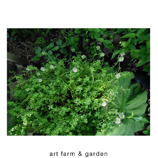 植物達の香り/art farm & gardenの庭_b0290469_08121670.jpg