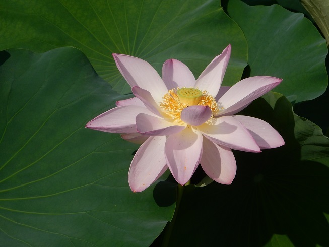 夏の朝、ハスの花_e0175370_08121861.jpg