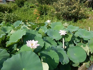 夏の朝、ハスの花_e0175370_08123052.jpg