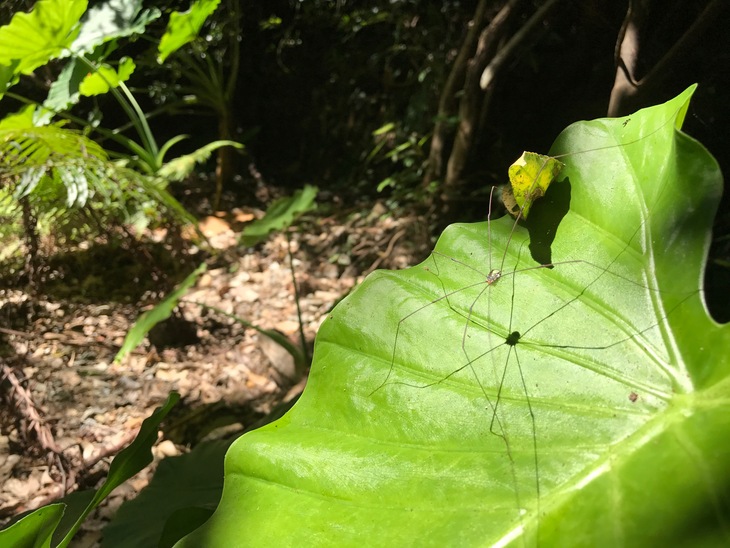 はじめてのキャンプ〔１日目〕亜熱帯の森探検。天然記念物をはじめ、たくさんの生き物に出会いました。_d0363878_16154317.jpg