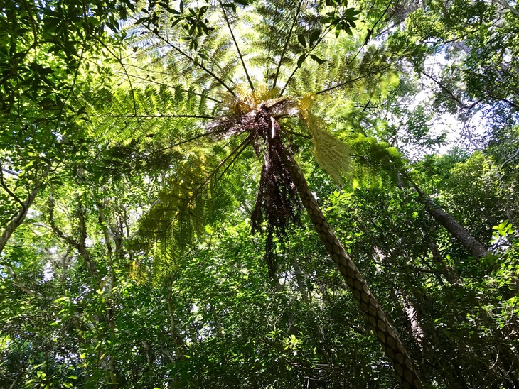 はじめてのキャンプ〔１日目〕亜熱帯の森探検。天然記念物をはじめ、たくさんの生き物に出会いました。_d0363878_1617822.jpg