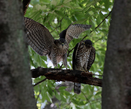 ツミ幼鳥三兄弟_b0227680_20440110.jpg