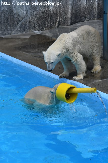 ２０１７年７月　浜松市動物園　その５（２日め）モモとバフィン１_a0052986_621539.jpg