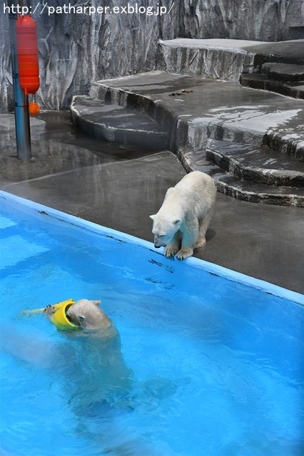 ２０１７年７月　浜松市動物園　その５（２日め）モモとバフィン１_a0052986_6221726.jpg