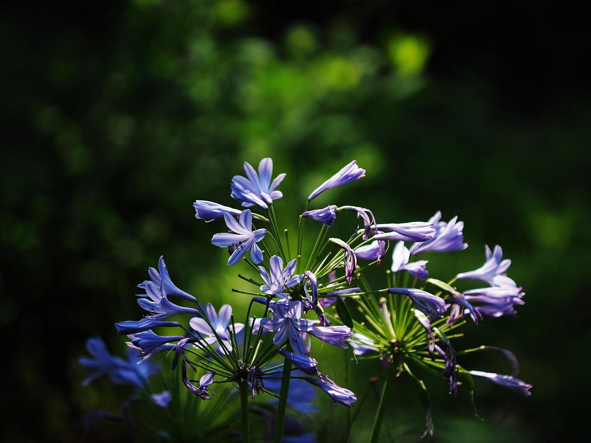 ハーブ園の花たち　４_f0364086_22413784.jpg