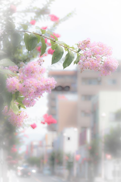 百日紅が咲くおぼろな街角_d0353489_21391211.jpg