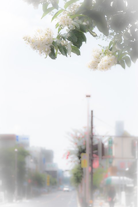 百日紅が咲くおぼろな街角_d0353489_21402939.jpg