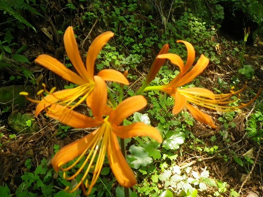 f0187402_16152714.jpg