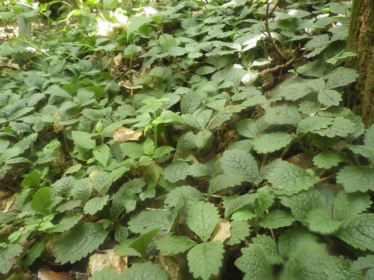 f0187402_16165807.jpg