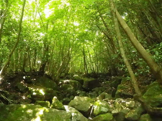 f0187402_16170816.jpg