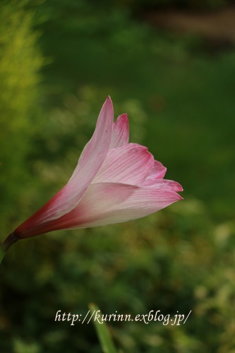 a0123003_22122357.jpg