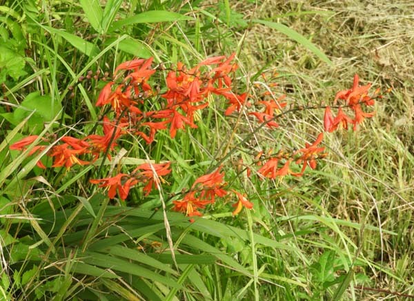 菜園の夏の花　1_e0048413_13325991.jpg