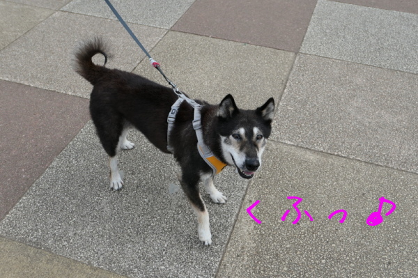 f0369014_11001445.jpg