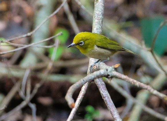 野鳥あれこれ、在庫から_f0363618_17125047.jpg