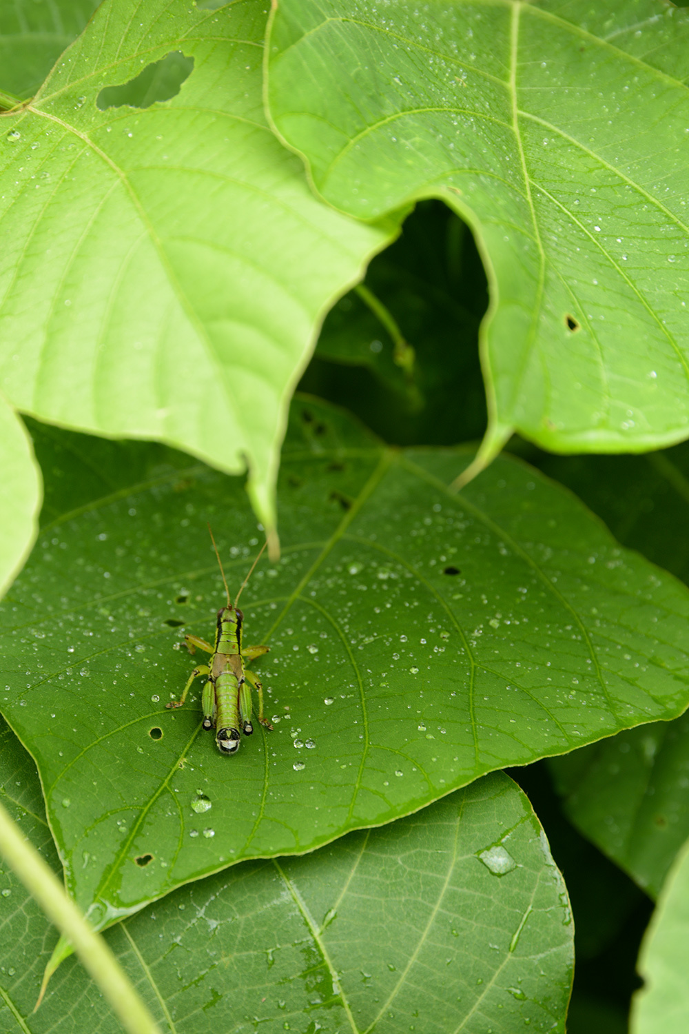 雨中憂詠_a0041722_22383583.jpg