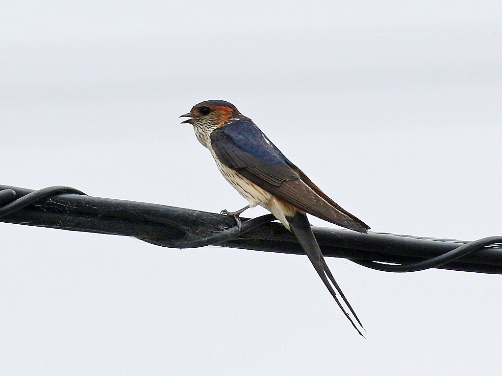 今日の鳥見　池島コシアカツバメ雛　巣立ちしました_f0368325_20412298.jpg