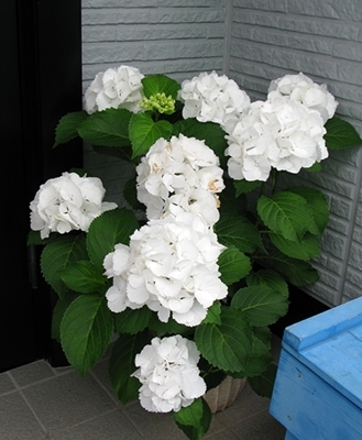 紫陽花 リース_f0129726_20213769.jpg