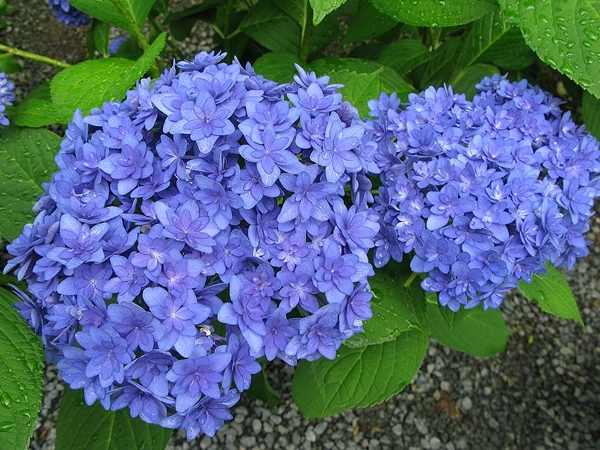 紫陽花 リース_f0129726_20580963.jpg